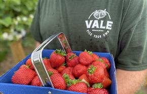 Fresh Strawberry Punnet